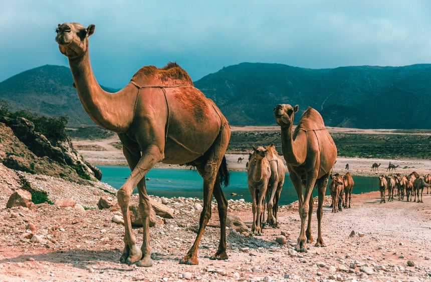 Salalalah